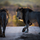 Male lions, Marataba Private Game Reserve, Limpopo, South Africa